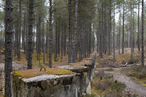 A line of anti- tank traps hidden deep in Lossiemouth woods, Moray, Scotland photo