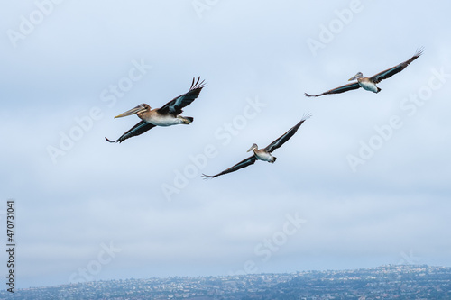 Three pelicans flying over Long Beach, CA, USA