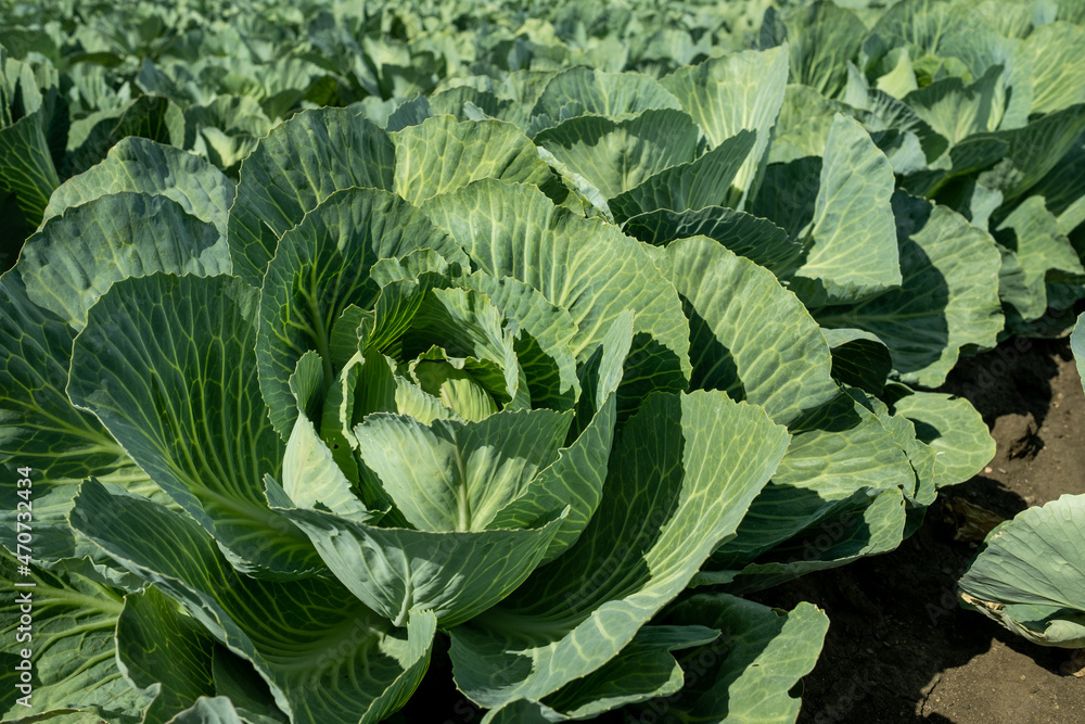 Close-up of big cabbage head growing on plantation, agriculture concept Close-up of big cabbage head growing on plantation, agriculture concept