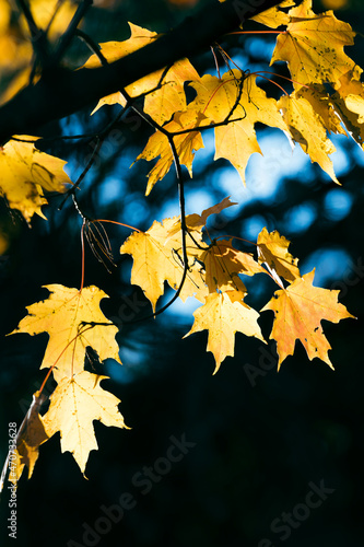 Wallpaper Mural Autumn colors of golden yellow maple leaves Torontodigital.ca