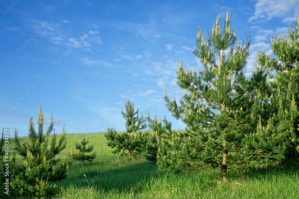 Beautiful young pine trees growing in field and blue sky background Beautiful young pine trees growing in field and blue sky background