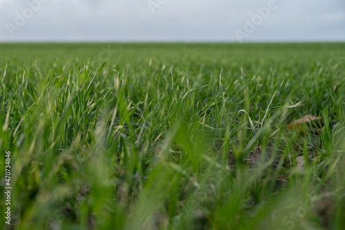 Green sprout of winter wheat on an agricultural field in late autumn, deep perspective, copy space, selected focus, very narrow depth of field