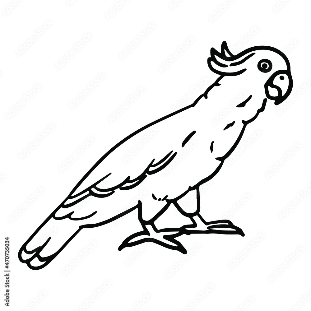 Cockatoo parrot in doodle style. Isolated vector.