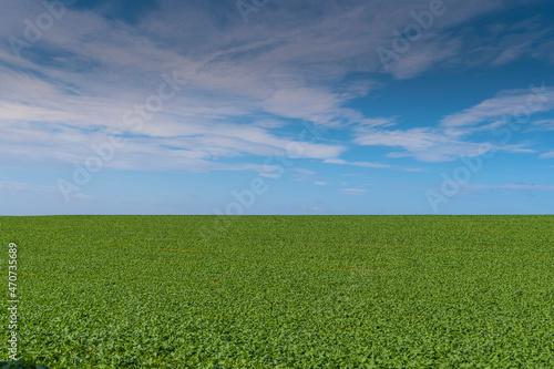 Fototapeta Naklejka Na Ścianę i Meble -  Green Field with Perfect Blue Sky and light cloud, England
