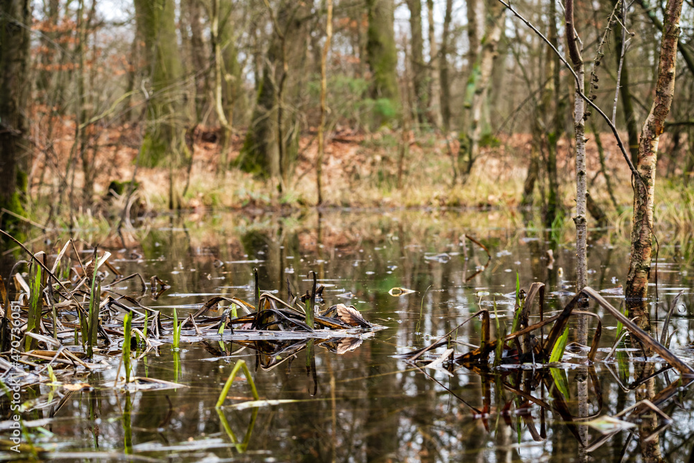 Moorland under water i a forest in Germany Moorland under water i a forest in Germany
