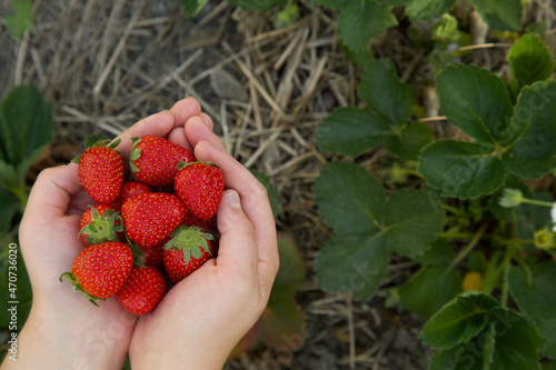Natural fresh fruit background. Summer organic desert. Red tasty strawberries.