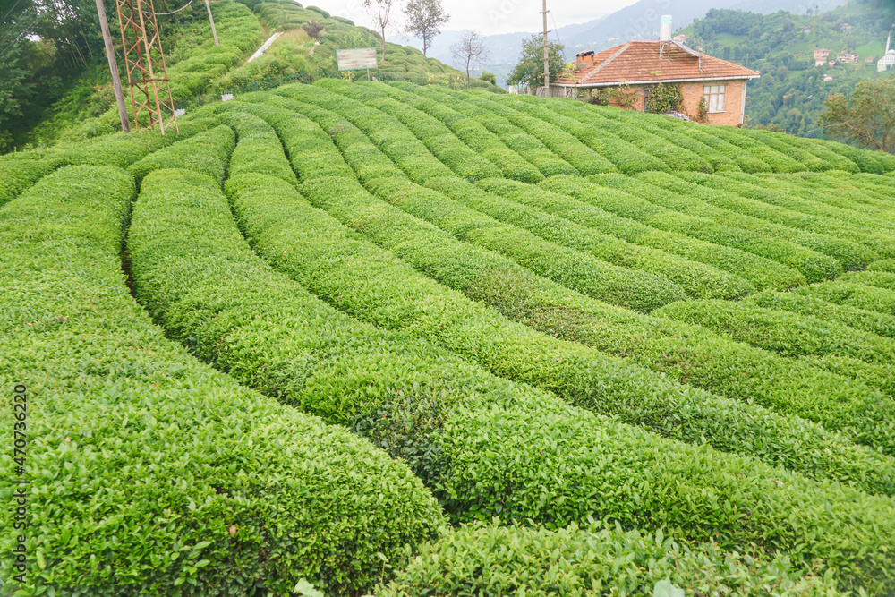 Fresh green tea terrace farm on the hill