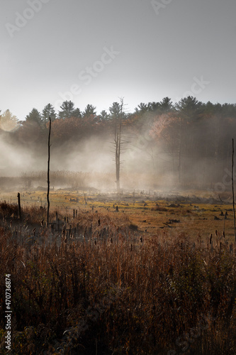 Morning dew evaporates from wooded swampy wetlands