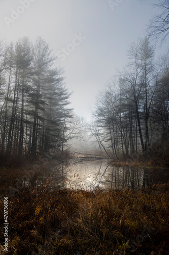Foggy morning over a wooded swamp.