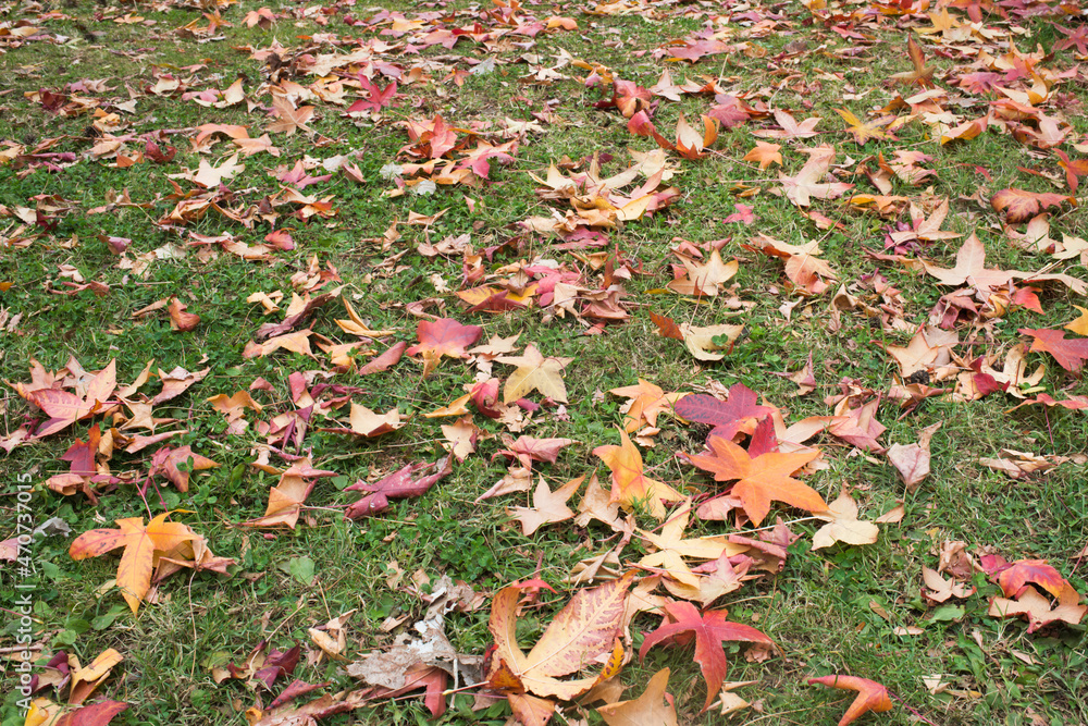Autumn season in El Retiro park. Yellow and red maple leaves on the grass. Madrid