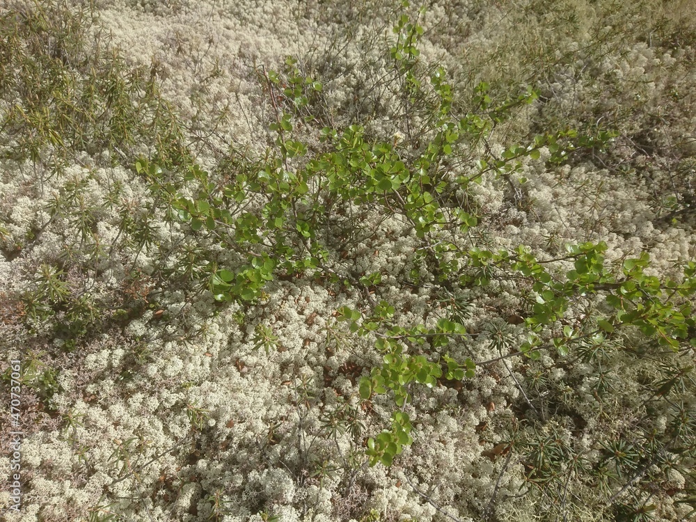 moss on the stone moss on the stone
