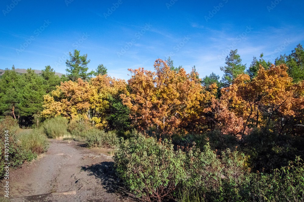 hayedo tejera negra, parque natural, guadalajara , cantalojas, otoñal, paisaje, naturaleza, montaña, caer, árbol, bosque, cielo, amarilla, cerro, variopinto, anaranjada, verde, impresiones, panorama, 