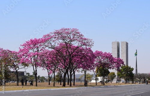 ipê-roxo em Brasília