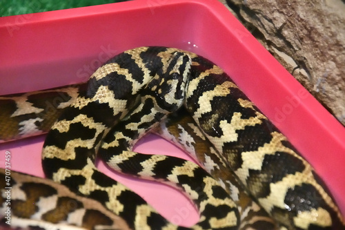 Cheyney's carpet python (Morelia Spilota Cheynei) in a terrarium  photo