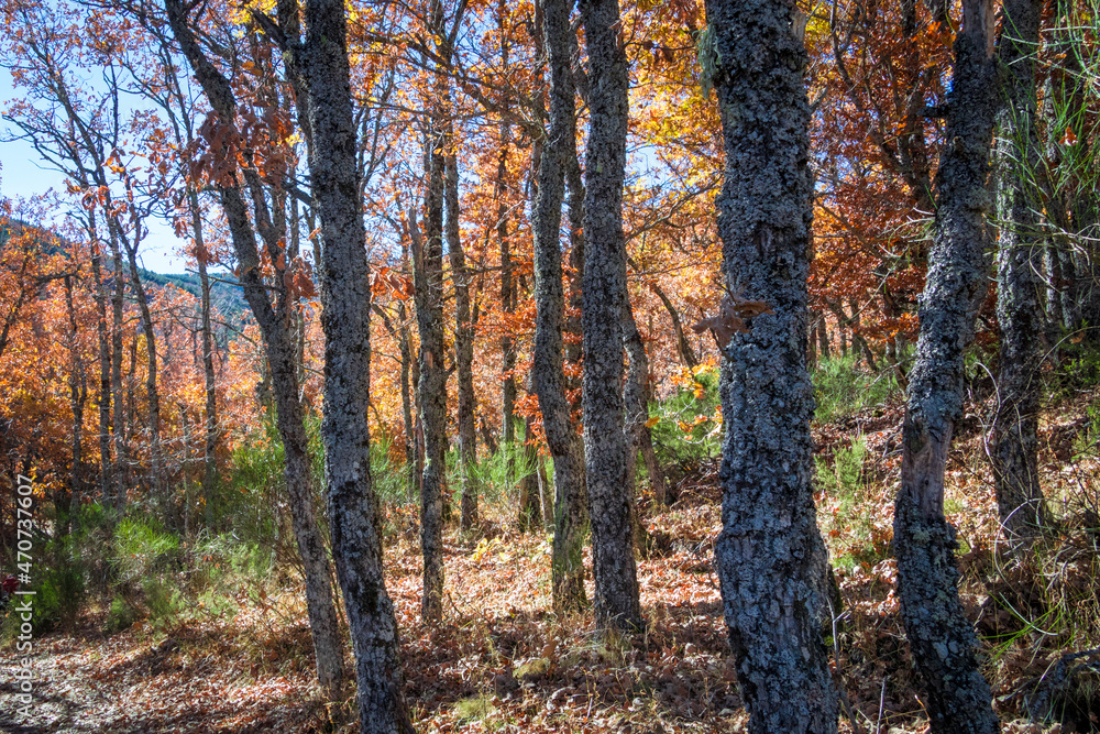 Fototapeta premium hayedo tejera negra, parque natural, guadalajara , cantalojas, otoñal, paisaje, naturaleza, montaña, caer, árbol, bosque, cielo, amarilla, cerro, variopinto, anaranjada, verde, impresiones, panorama,