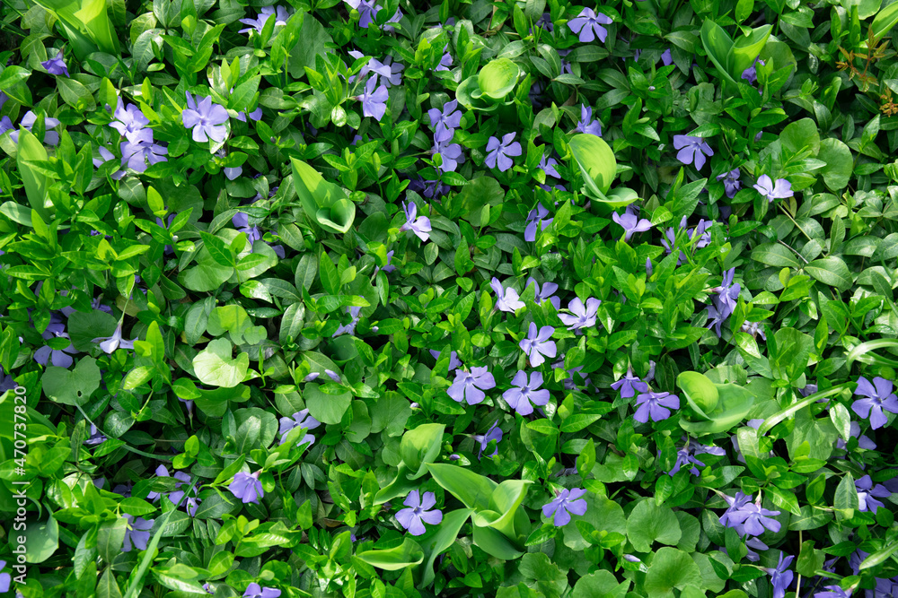 Beautiful spring background from forest plant with blue flowers and green leaves Beautiful spring background from forest plant with blue flowers and green leaves