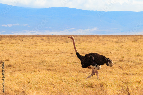 Male ostrich (Struthio camelus) in savanna in Ngorongoro Crater National park in Tanzania. Wildlife of Africa