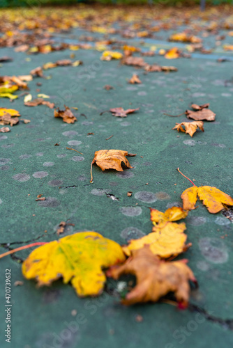 Close up of fallen crisp autumn leaves. The yellow, brown and orange leaves stand out on contrast to the green football court where they fell.