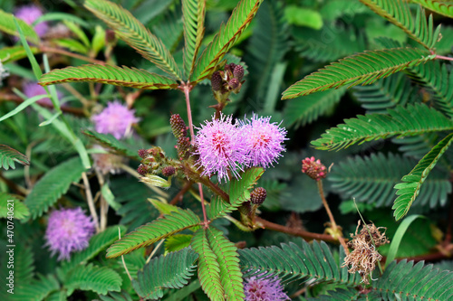 Sensitive plant or sleepy plant flowers (Mimosa pudica)