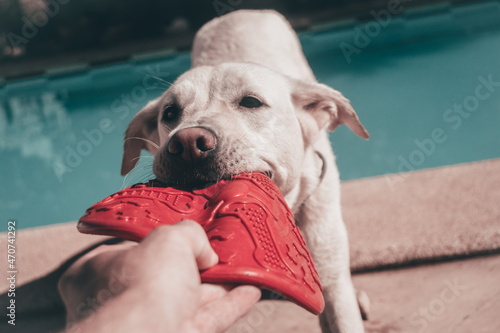 Perro jugando con frisbee en piscina photo