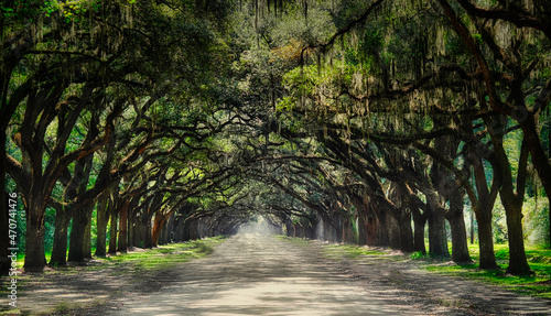Schilderij op canvas Canopy of Oaks at Wormsloe Plantation