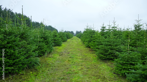 plantation with green christmas firs photo