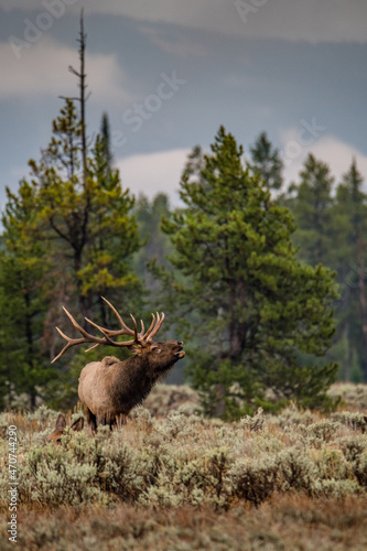 Elk bugle