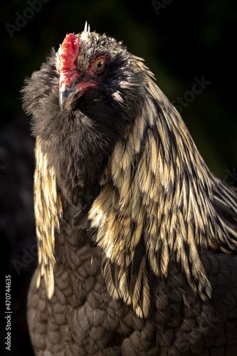 Blue Favaucana