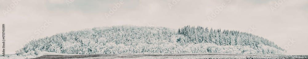 Obraz premium banner of beautiful winter landscape snow covered pine forest