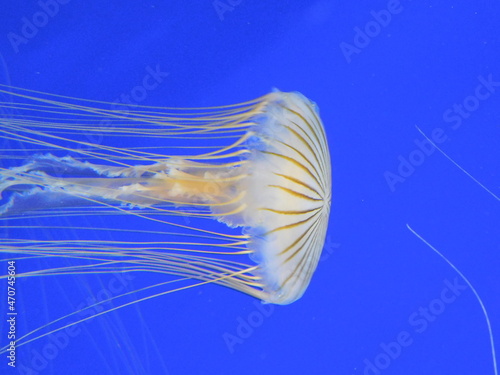 Chrysaora colorata (Russell), commonly known as the purple-striped jelly, is a species of jellyfish that exists primarily off the coast of California from Bodega Bay to San Diego The bell (body) o photo