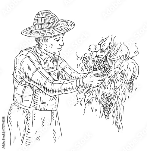 Man harvesting the grapes on vineyard. Engraving black vintage