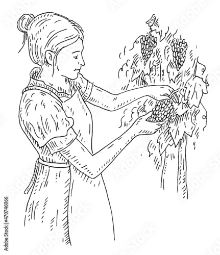 Woman harvesting the grapes on vineyard. Engraving black vintage