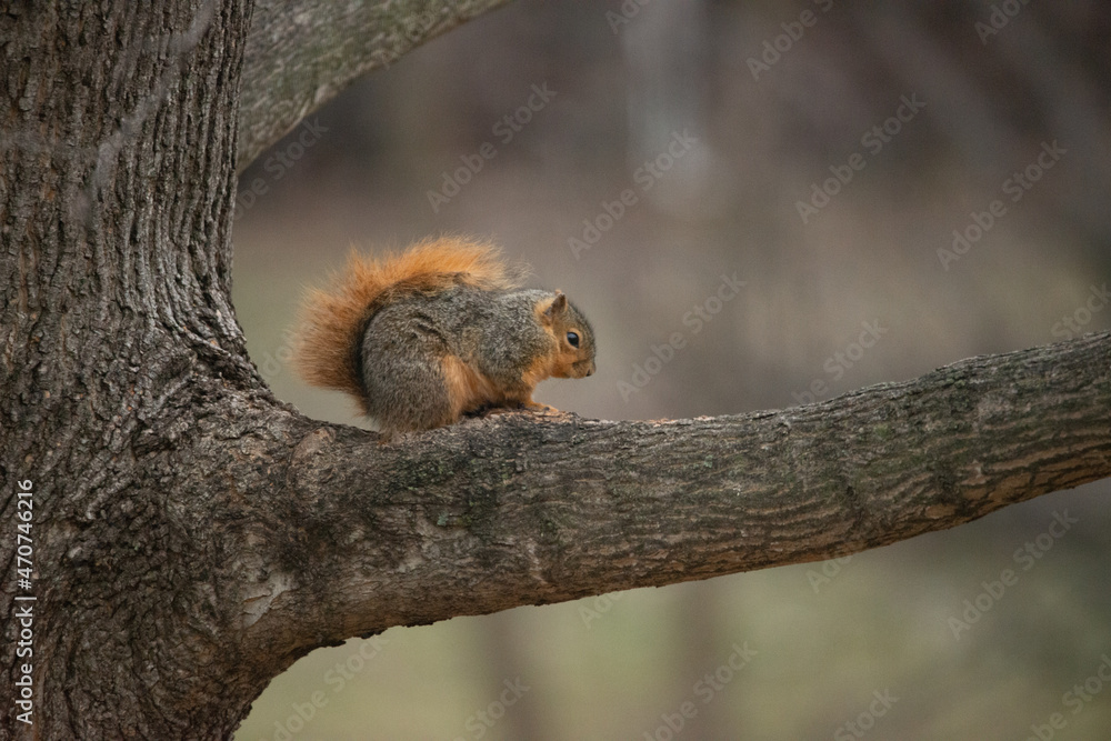 Fototapeta premium Squirrel on A Tree in Winter Time