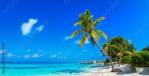 Tropical beach with single palm © Sergii Figurnyi
