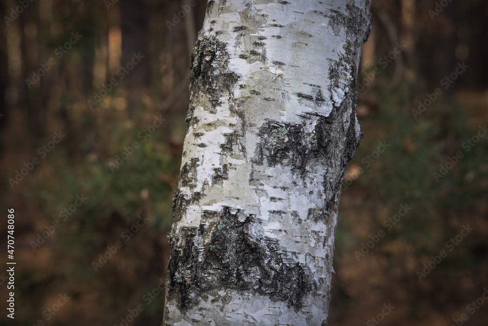 Close up on a bark of birch tree in forest near Skierniewice town, Poland Close up on a bark of birch tree in forest near Skierniewice town, Poland