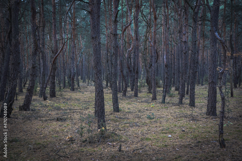 Obraz premium Pine trees in a forest near Skierniewice town, Poland