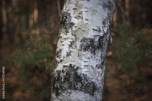Close up on a bark of birch tree in forest near Skierniewice town, Poland