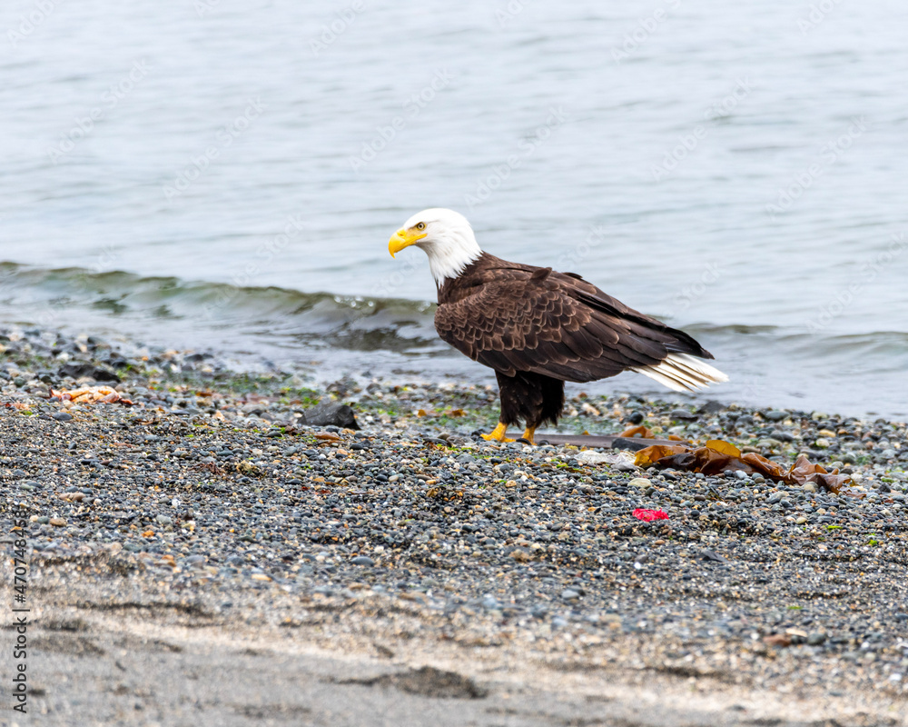 Fototapeta premium american bald eagle