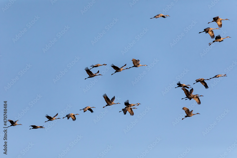 Fototapeta premium Flock of Sandhill crane in flight