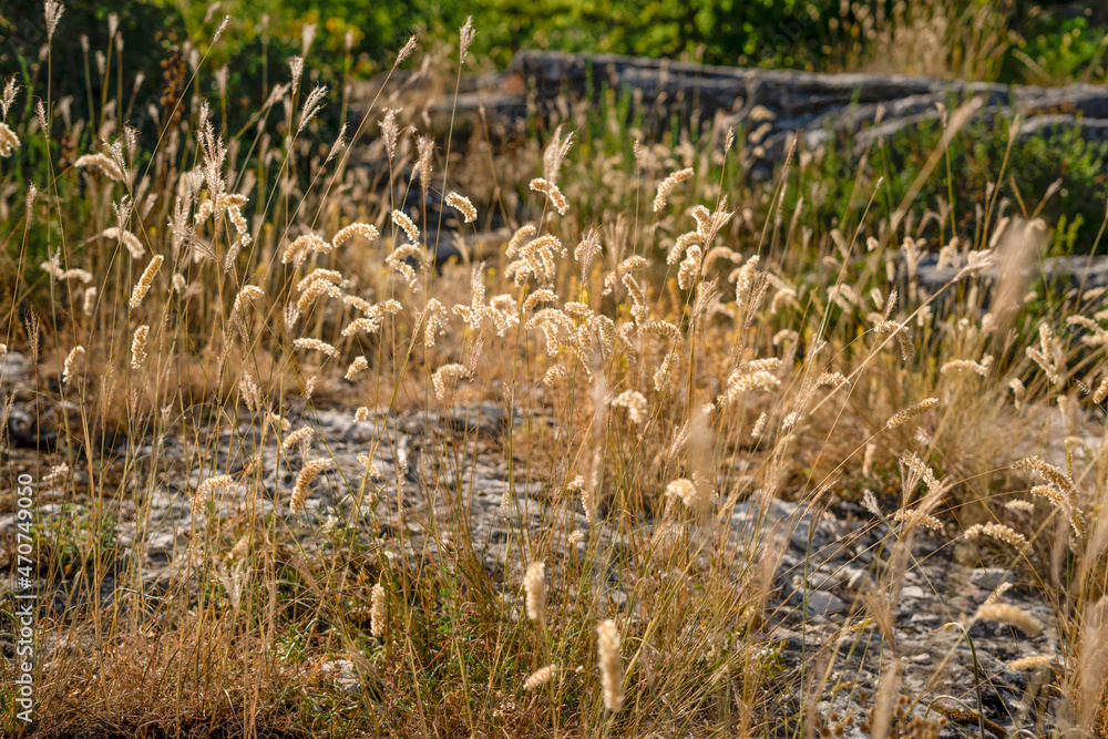 Spikelets of dried grasses are yellow in the background light against the background of the rock Spikelets of dried grasses are yellow in the background light against the background of the rock