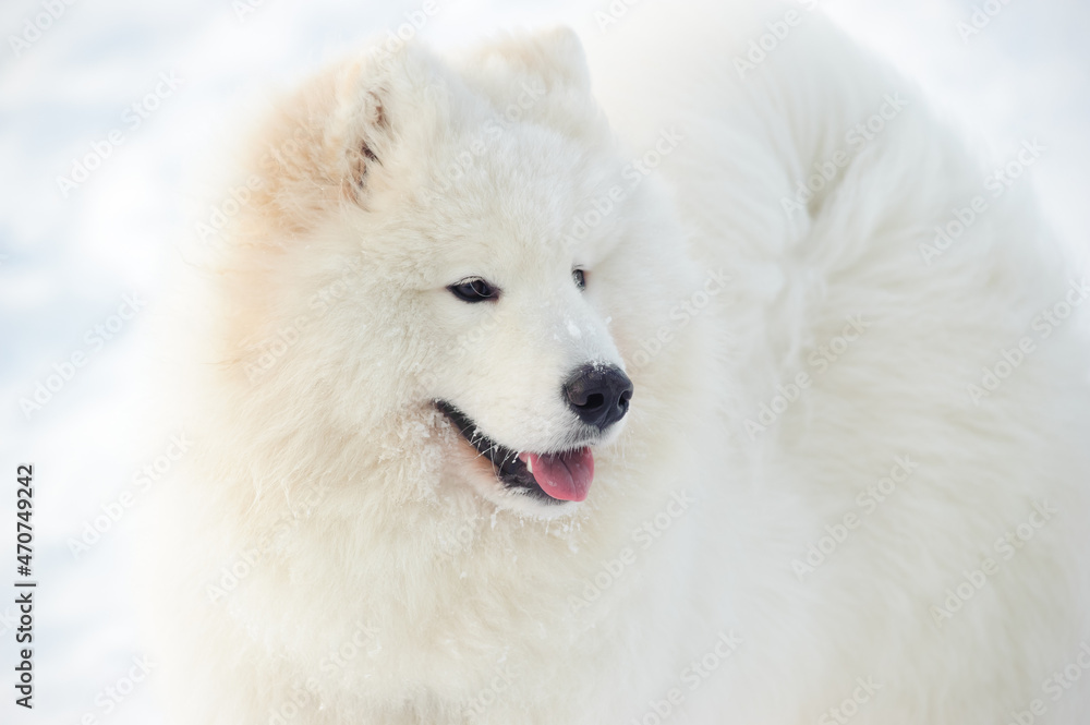 puppy samoyed husky on a background of snow puppy samoyed husky on a background of snow