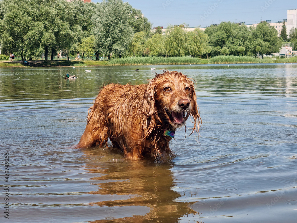 english spaniel swimming in the lake in summer english spaniel swimming in the lake in summer