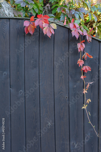 Fototapeta Naklejka Na Ścianę i Meble -  The fence is made of wooden planks covered with dark stain with ivy growing on the edges with red leaves