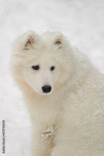 puppy samoyed husky on a background of snow