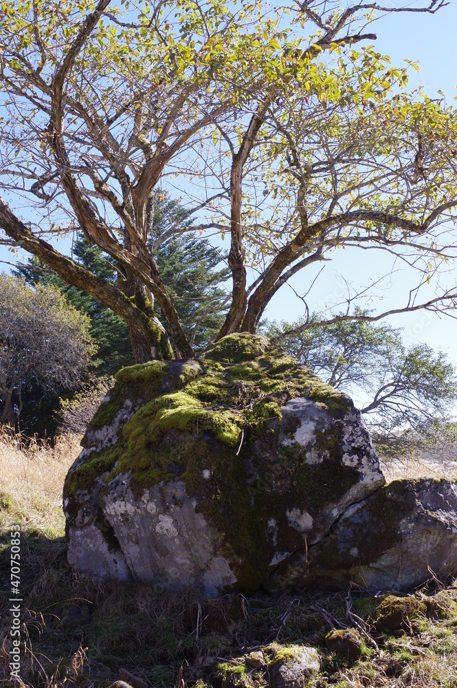 岩に樹木 K3CP1878