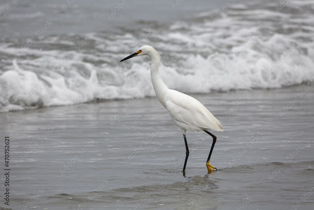 white egret on a California beach 