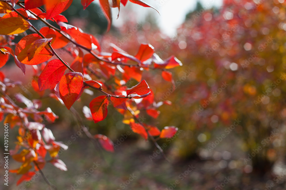 Blueberry fruit plantation - rows of high bushes with red leaves in autumn. Blueberry fruit plantation - rows of high bushes with red leaves in autumn.