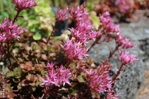 Slika na platnu Blooming pink sedum - stonecrop flower in summer