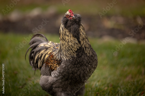 Blue Favaucana rooster