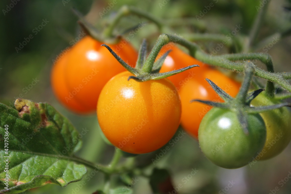Growing and ripening cherry tomatoes on the vine